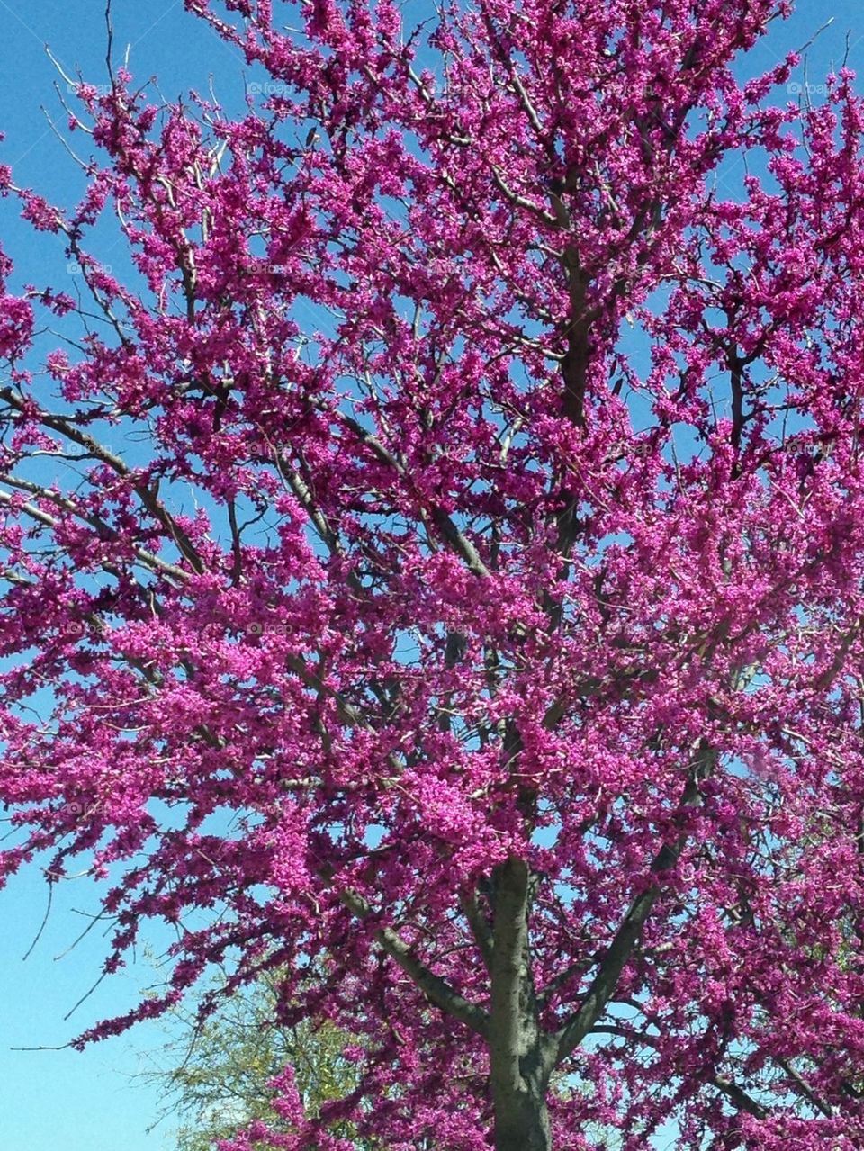 Redbud Tree