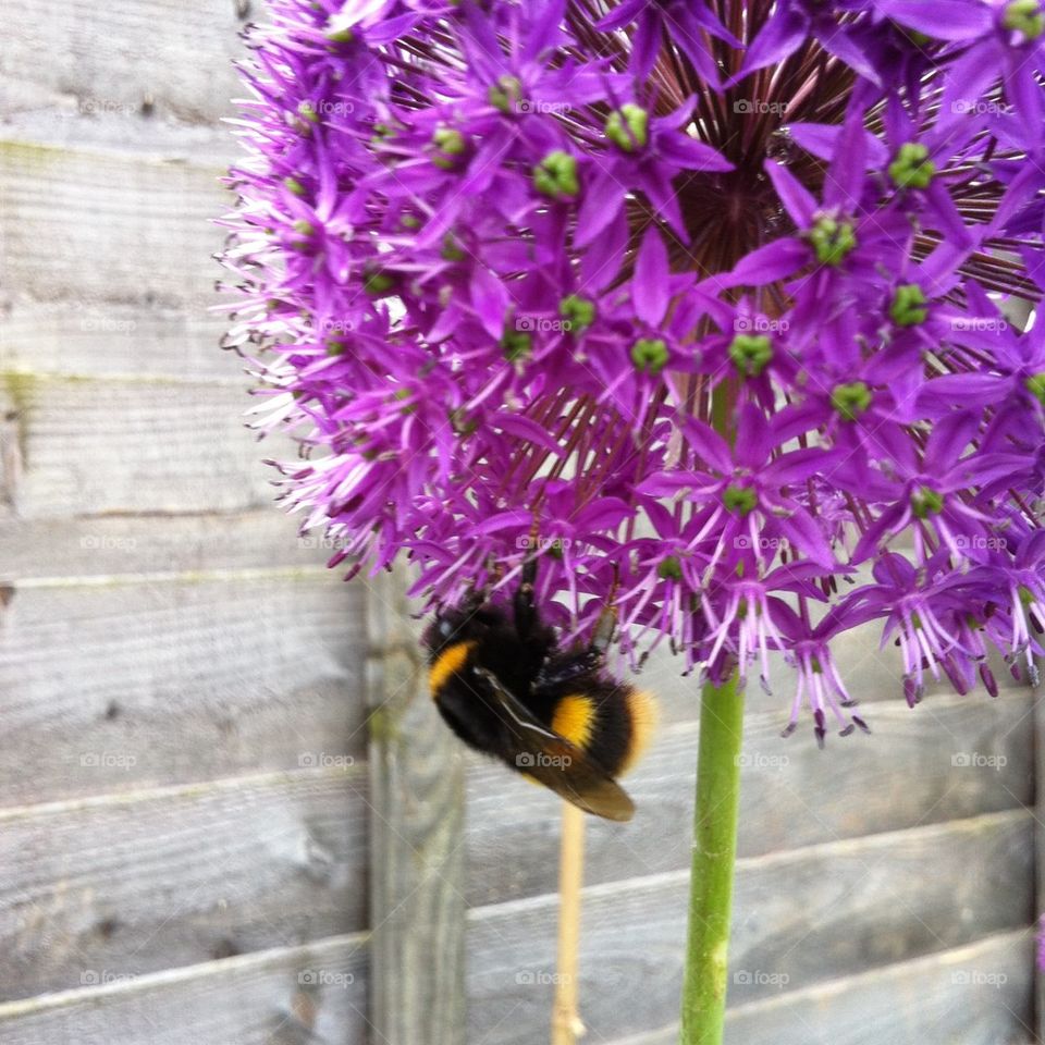 Big bumble bee