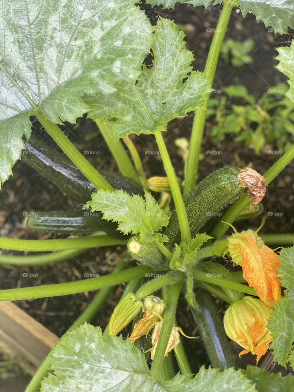 Zucchini plant