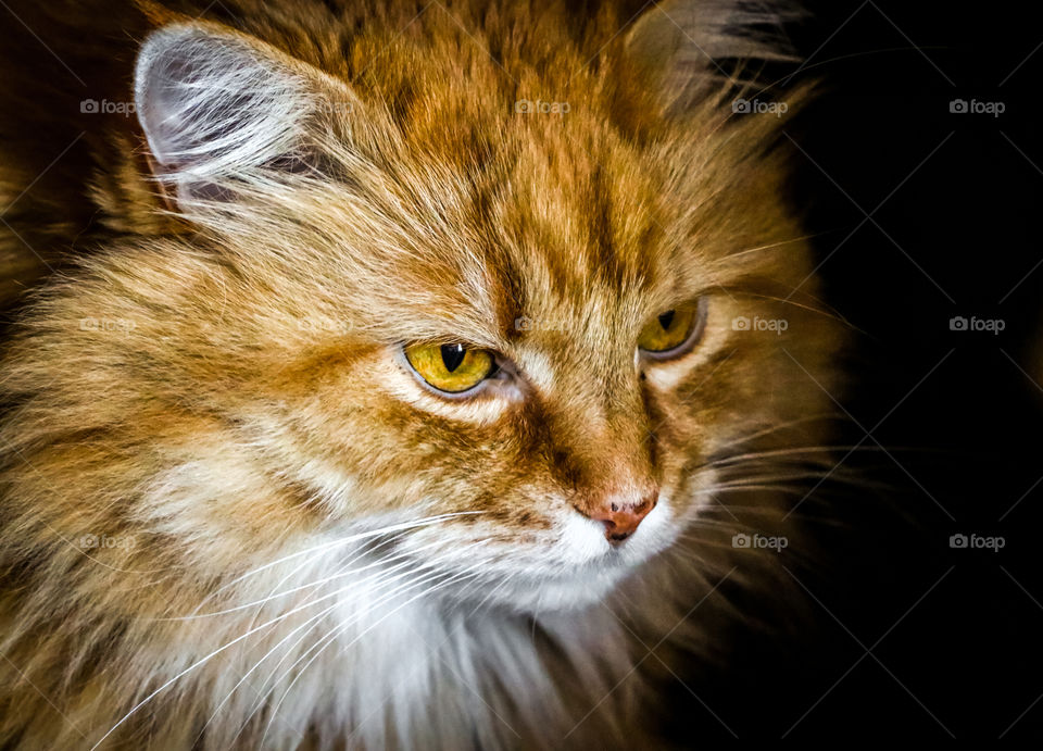 Portrait of a fluffy ginger cat