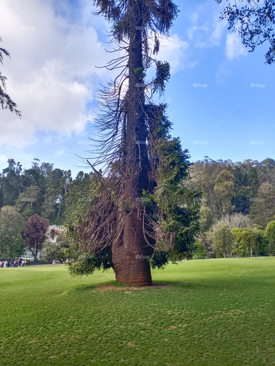 Tree