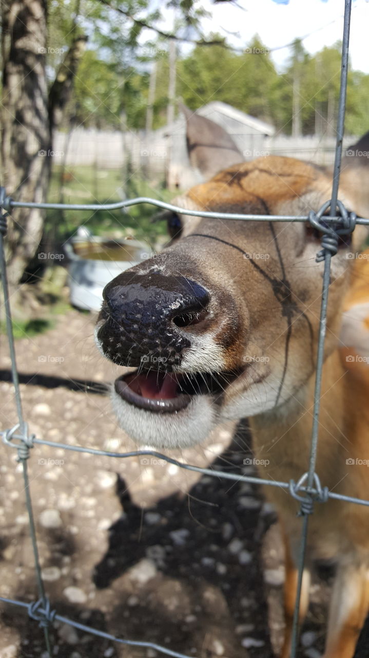 Hungry deer