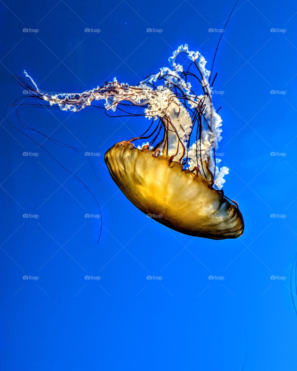 beautiful jellyfish