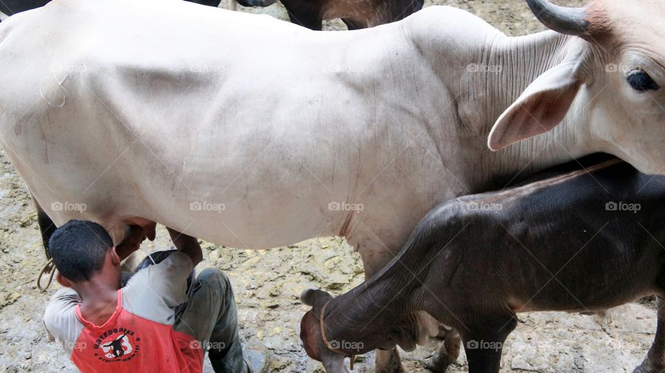 vaca leite bezerro roça rural