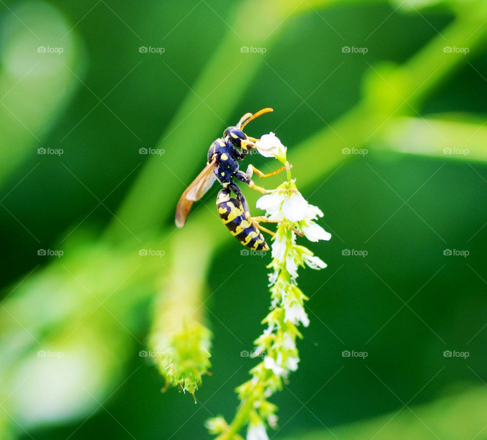 yellow macro insekt hornet by jessyblue