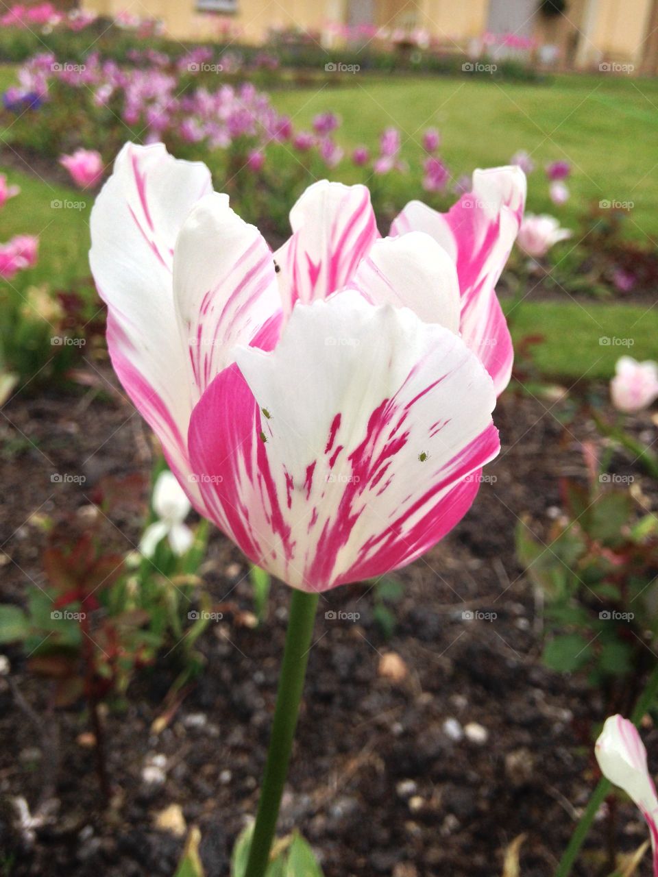Tulip 