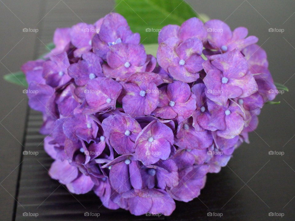 Close-up of a hydrangea flower