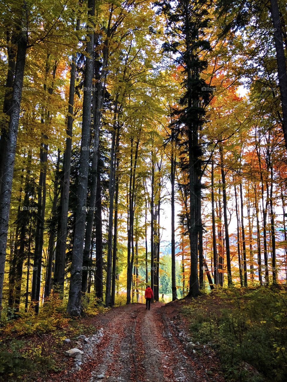 Giant trees