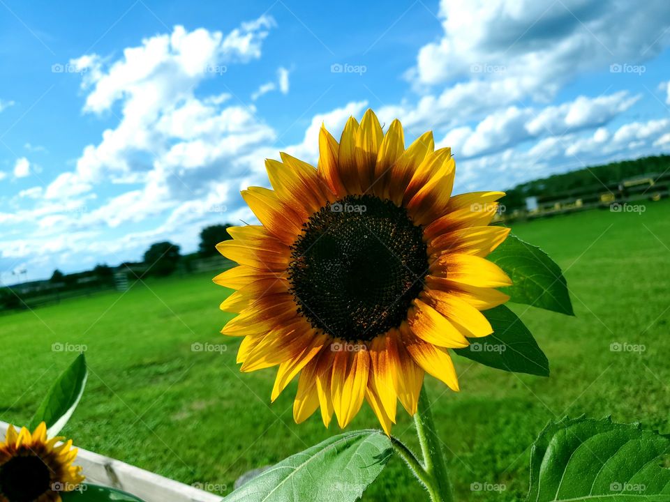 beauty in simplicity