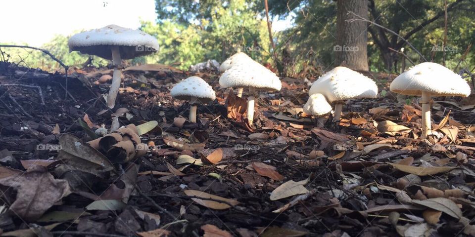 The Albino Non Poisonous  Mushrooms Stand Tall Yet very small to those who past them. Small, Yet Beautiful, they stand among the fungi.