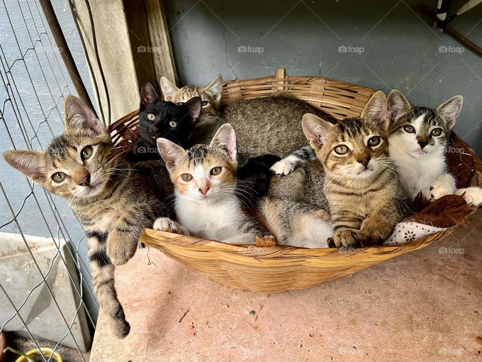 basket of kittens