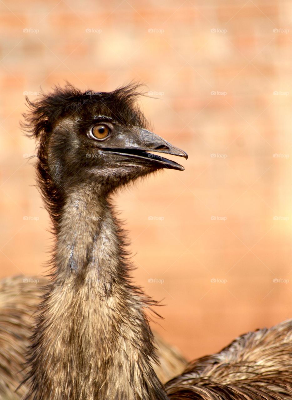 A close up shot of an ugly emu 