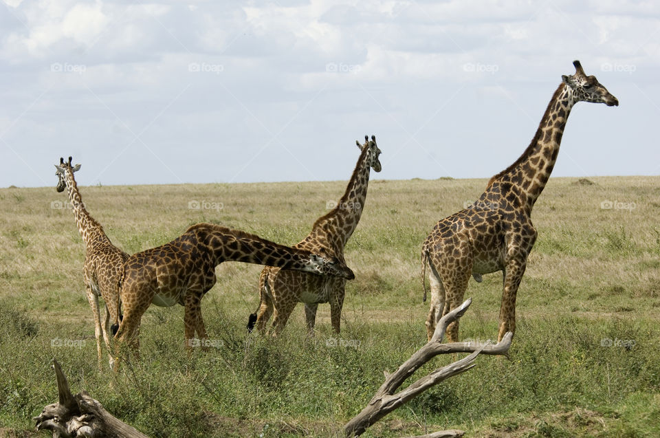 Giraffes in the herd grazing on the savannah of the Serengeti Tanzania.