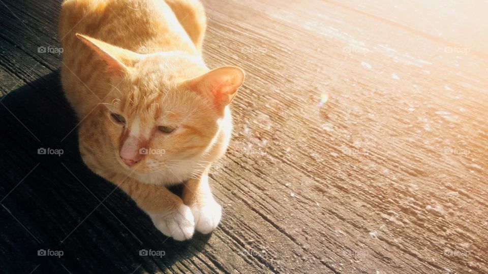 A cat sitting on a concrete floor with sunlight background