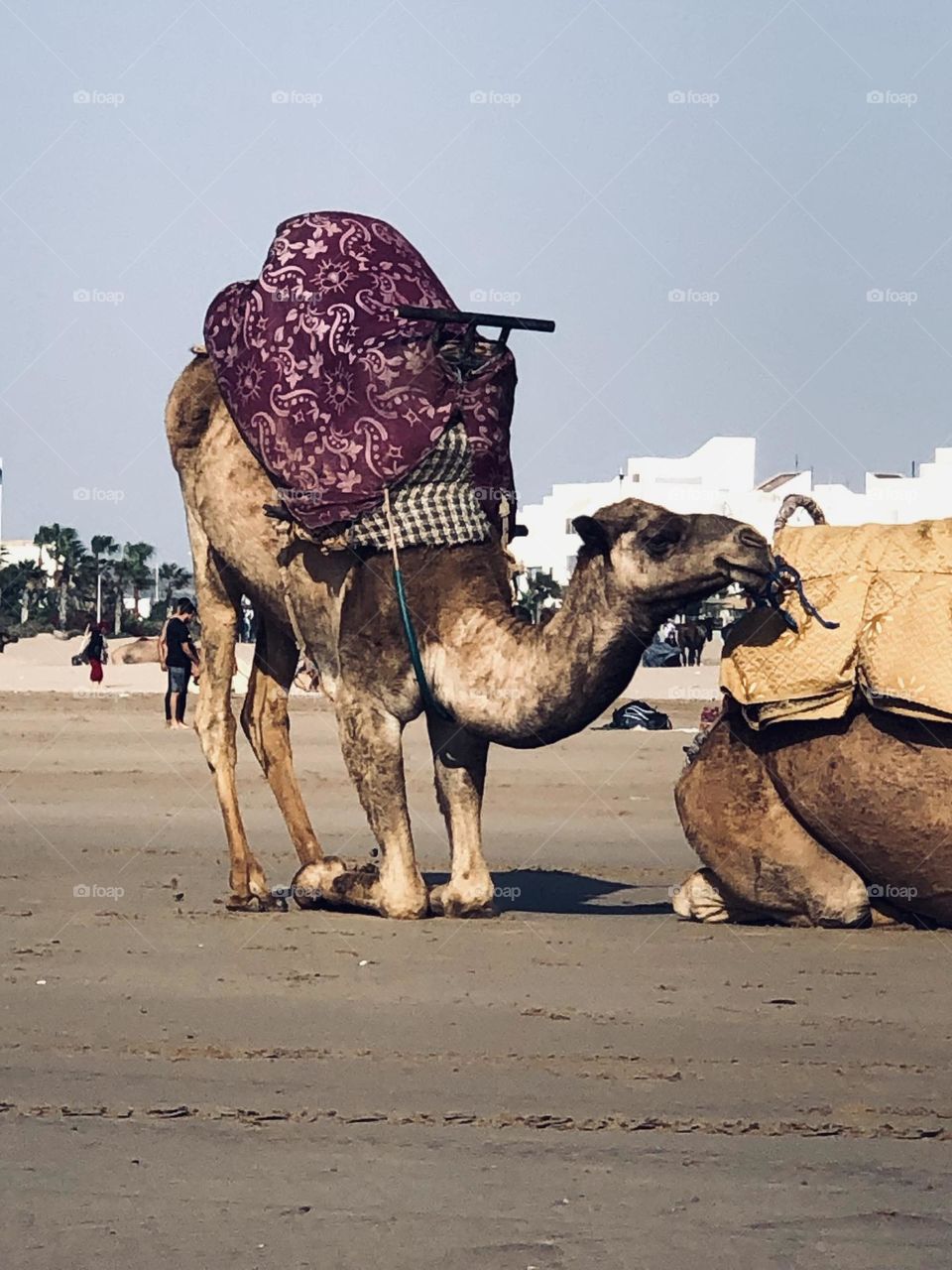 Beautiful camels on sand.