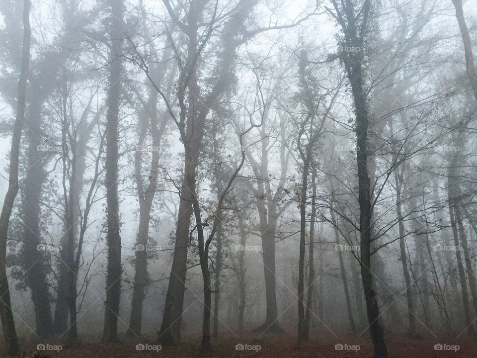 Fog in the forest