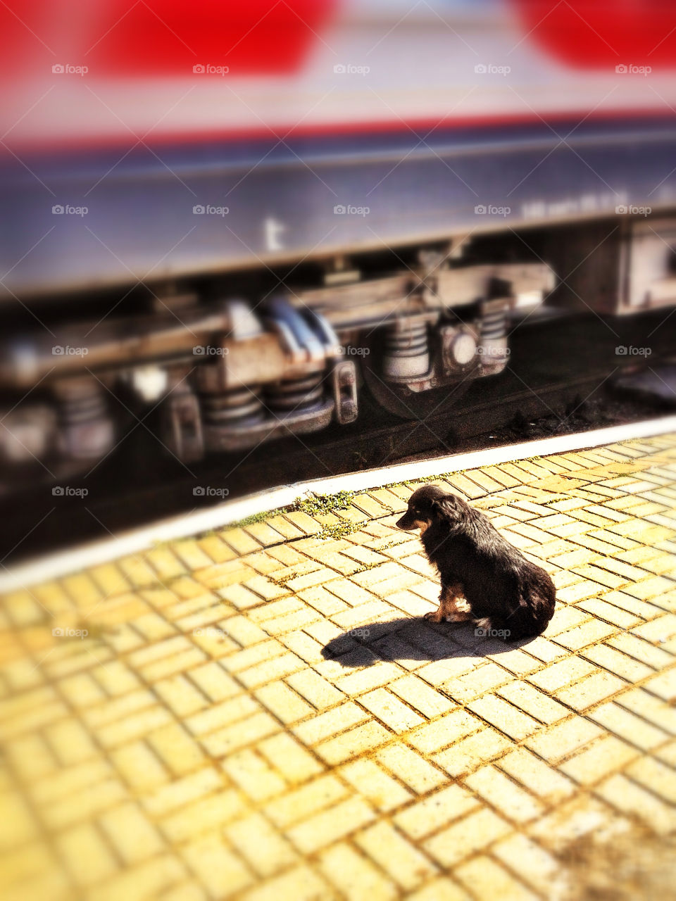 shadow dog pets tiltshift by penguincody