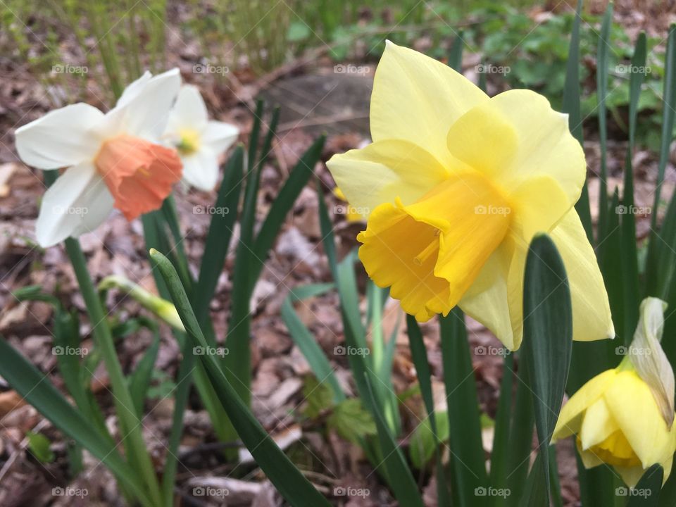 Daffodils in the garden