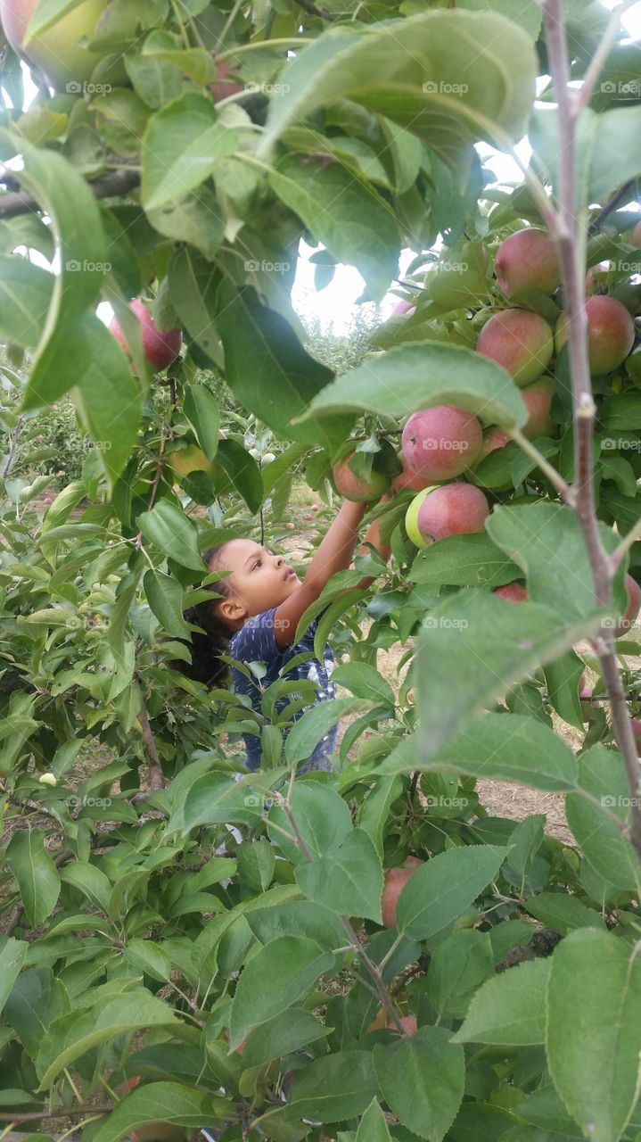 Delicious apples from the garden