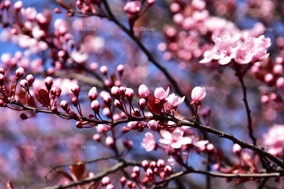 pink blooming tree branches