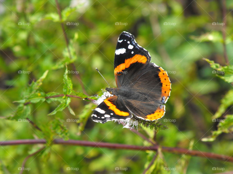 A butterfly on a mint plant