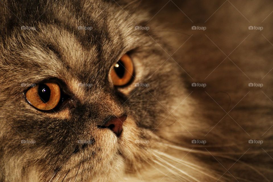 Cat's eyes, even in the penetrating eyes of a cat you can get lost. The fascinating color of the cat's eyes gives the photo the sparkle it needs.