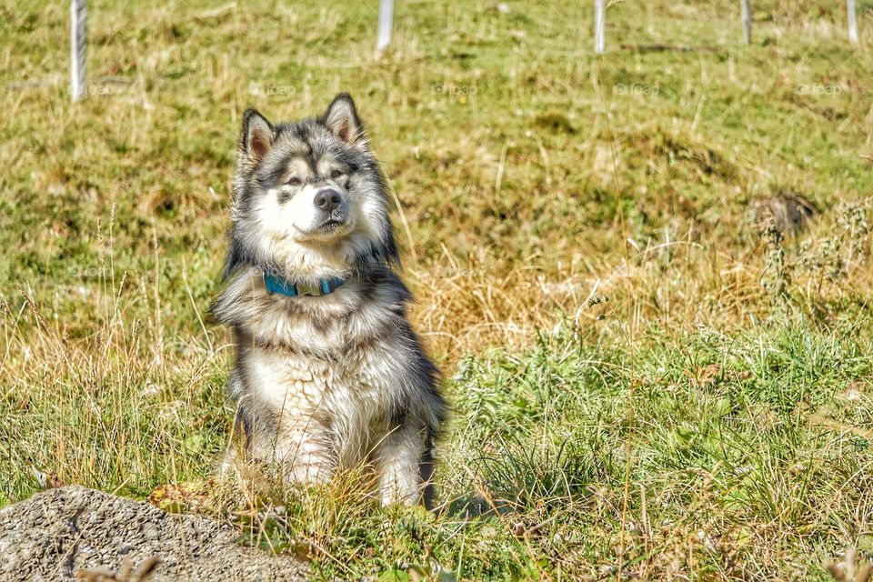 Alaskan Malamute