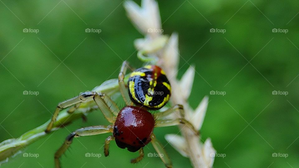 small spider climbing a grass
