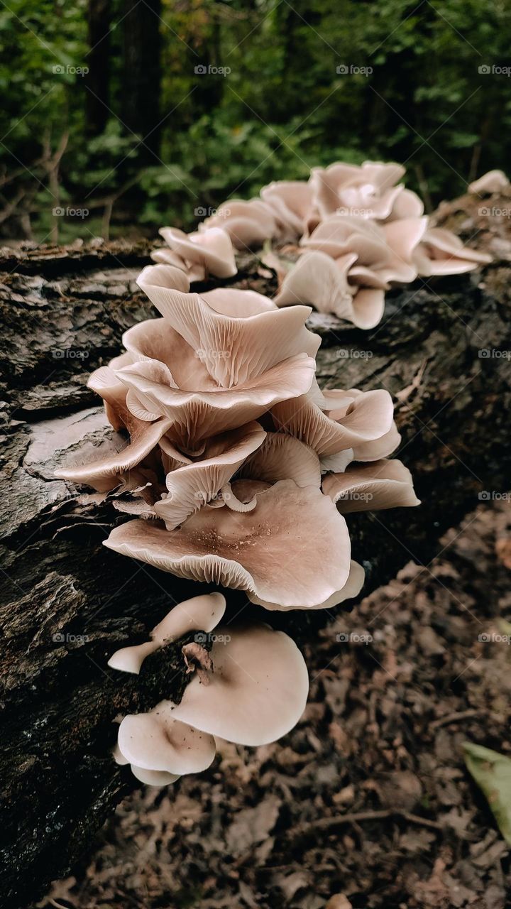 Wild edible oyster mushrooms pleurotus austreatus on the tree trunk, big mushroom family, autumn forest findings