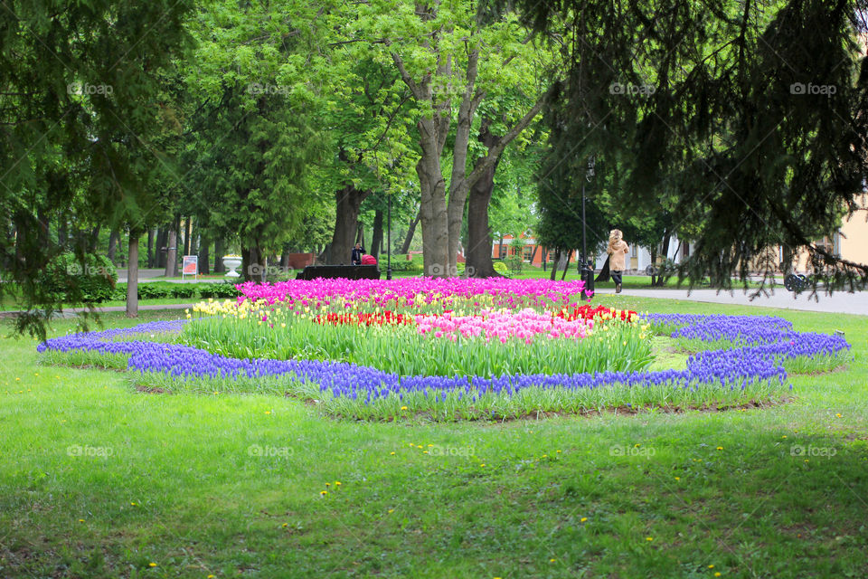 Park, city park, nature, trees, grass, flowers