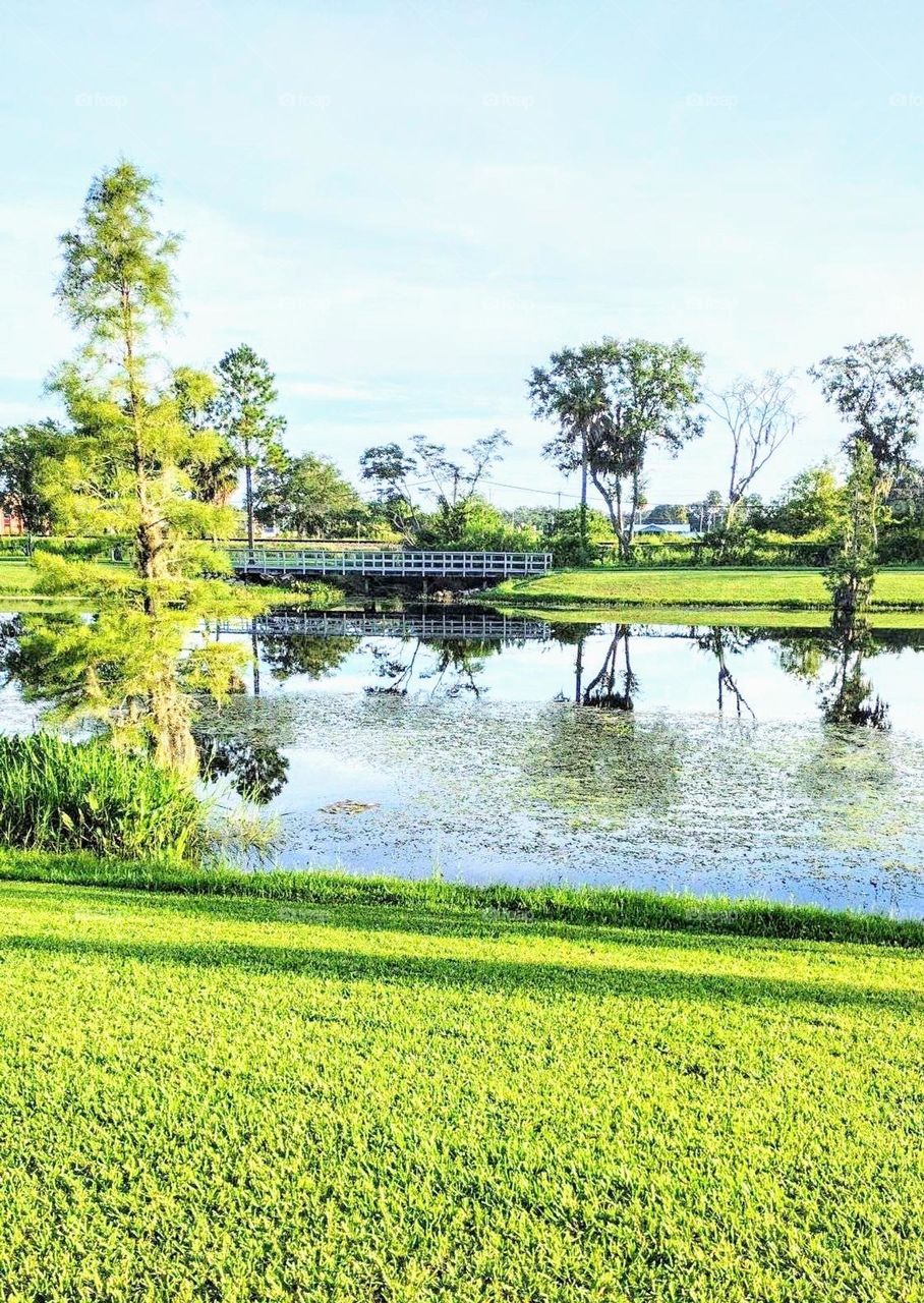 Pond View