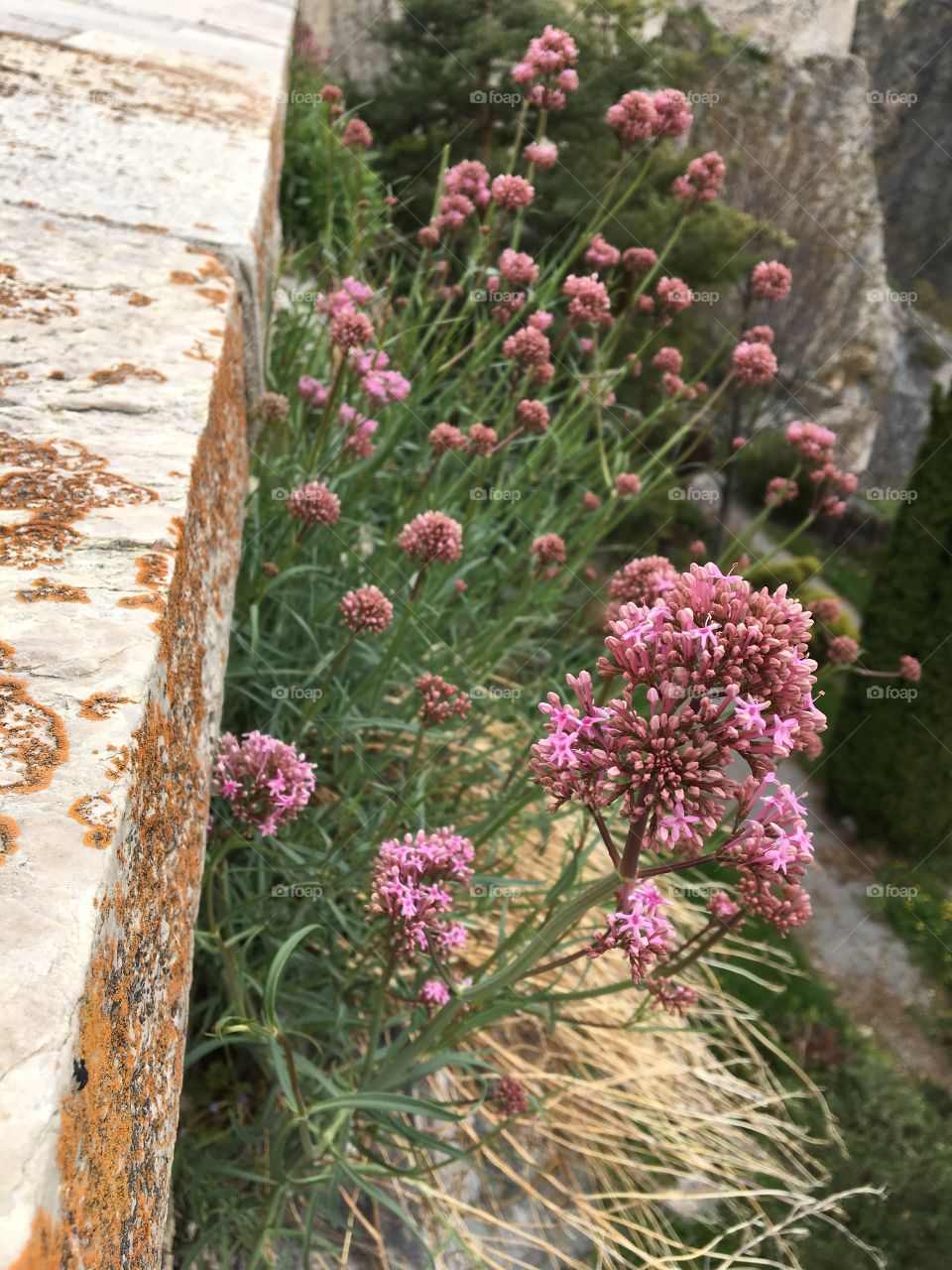 Blooming on the Wall