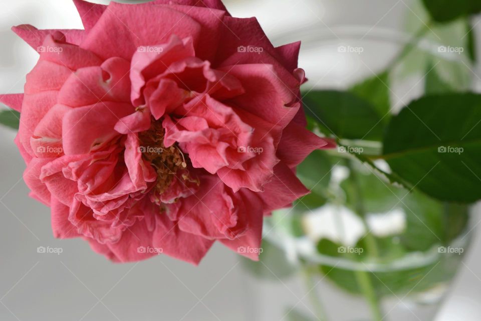 rose flower in glass vase close up