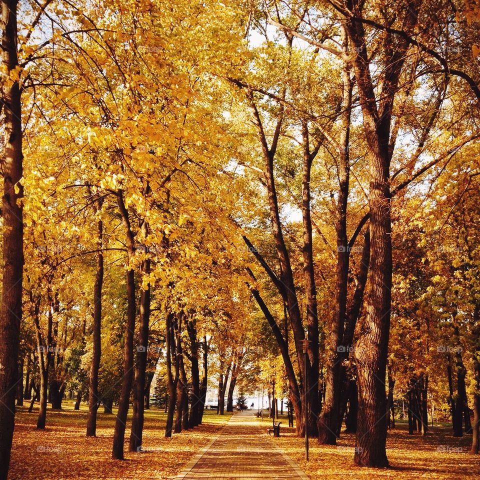 Forest view during autumn