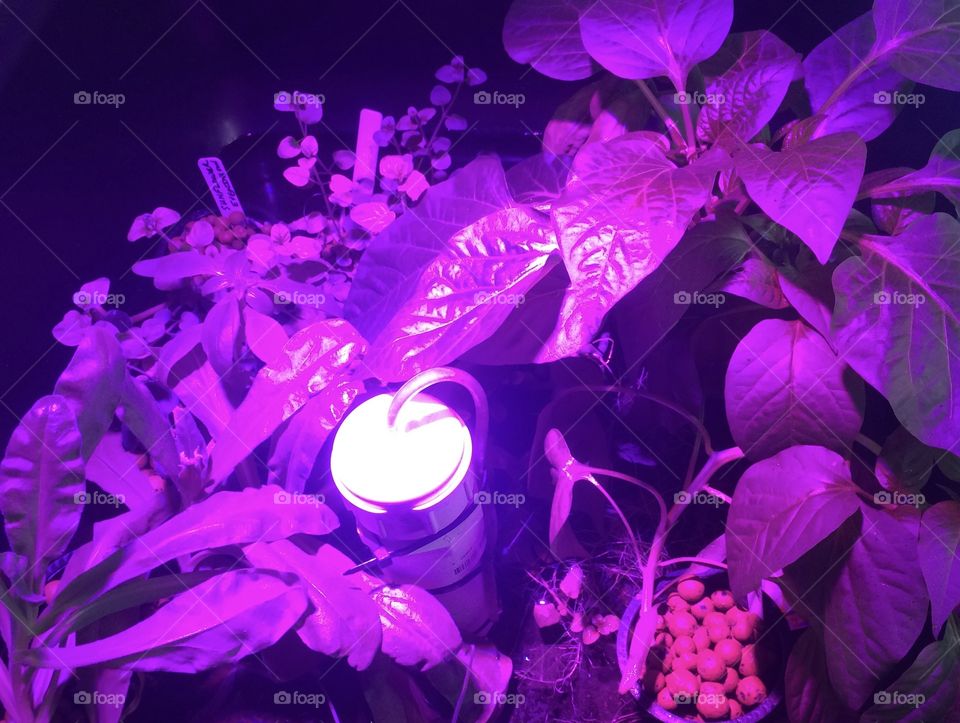 Purple Story - Aquaponic Indoor Gardening Under LED