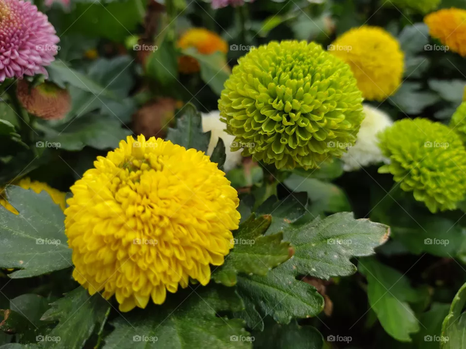 green flower