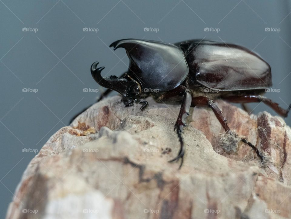 rhinoceros beetle on the top of rock