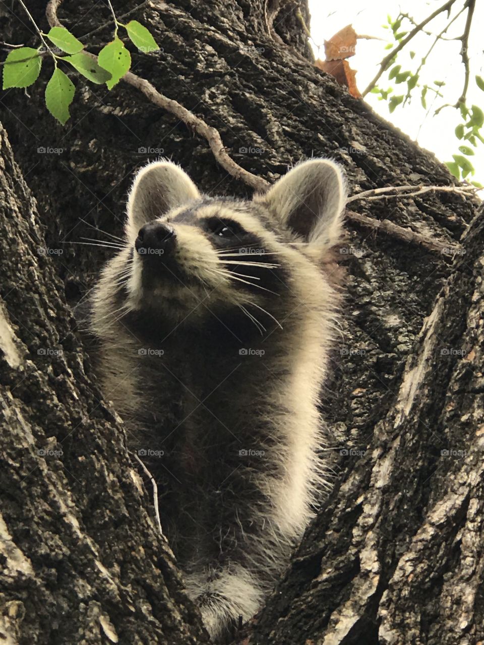 Raccoon beauty