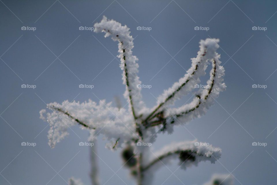 Snow Branch