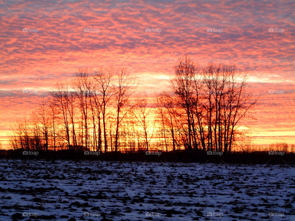 winter sky sunset trees by markworld