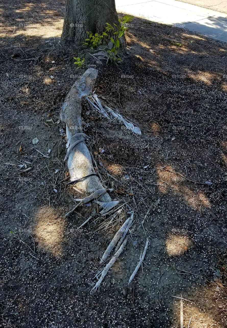 exposed tree root