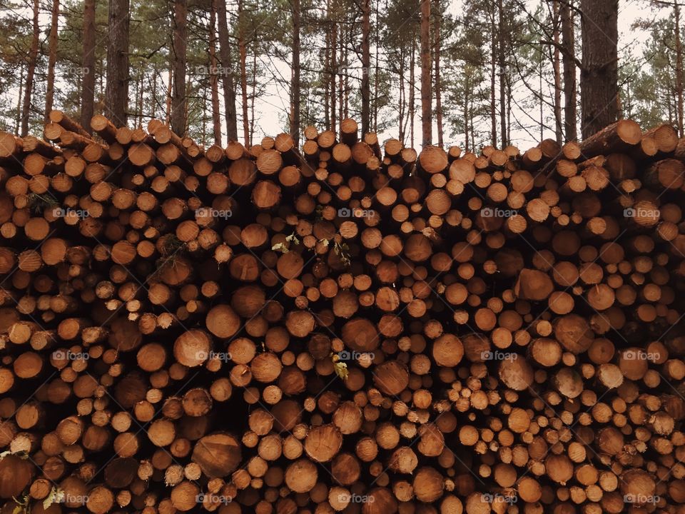 Forestry, Tree, Bark, Firewood, Trunk