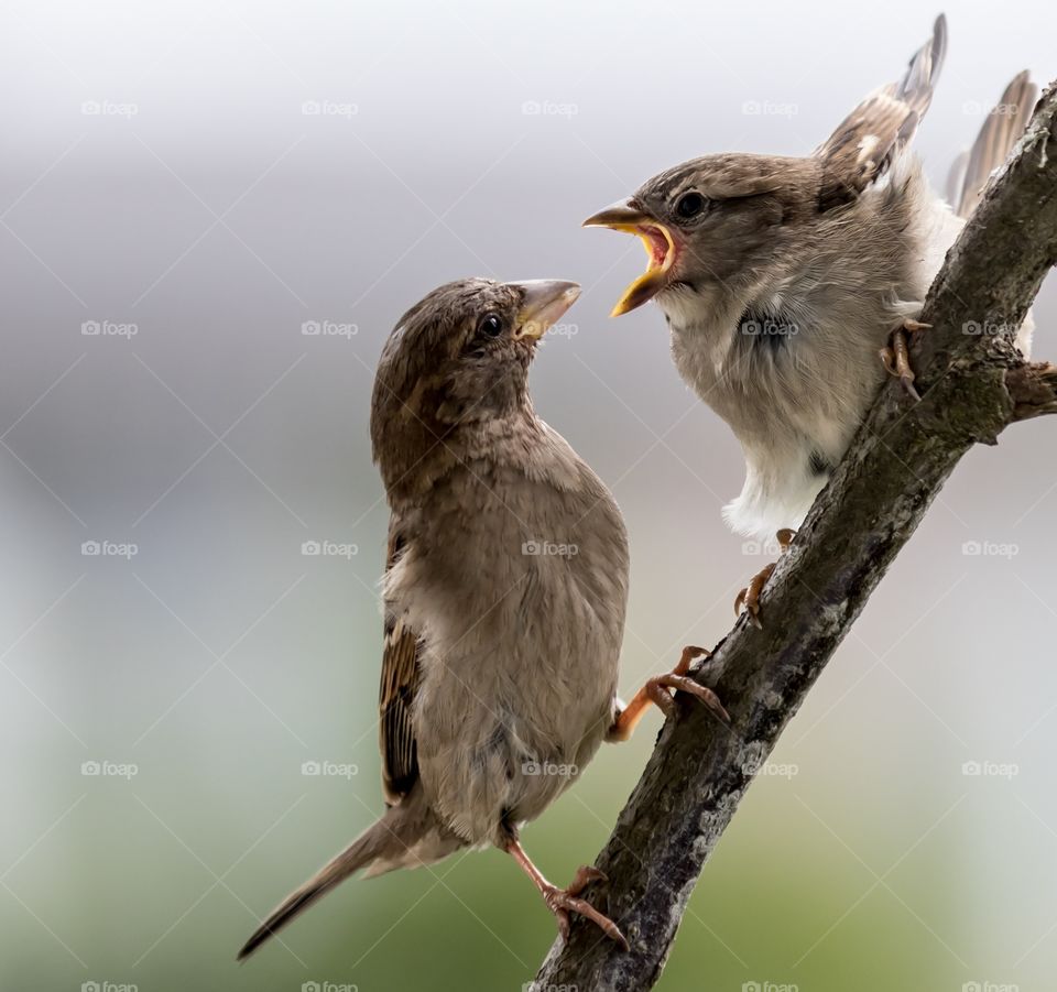 sparrow chick screaming at it's mother who looks unphased
