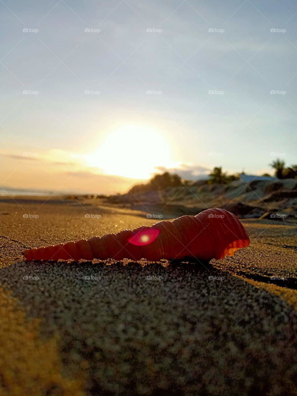 shell and sunset