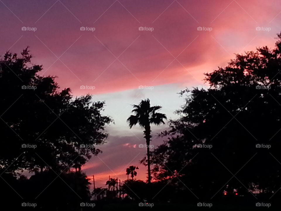 Pink Sunset Palm