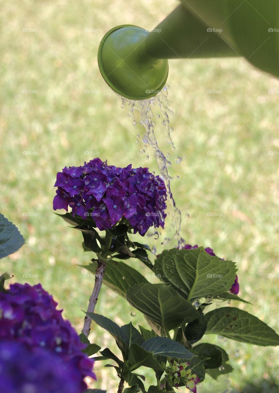 Watering garden plant water falling on purple Hydrangea flowers and leaves
