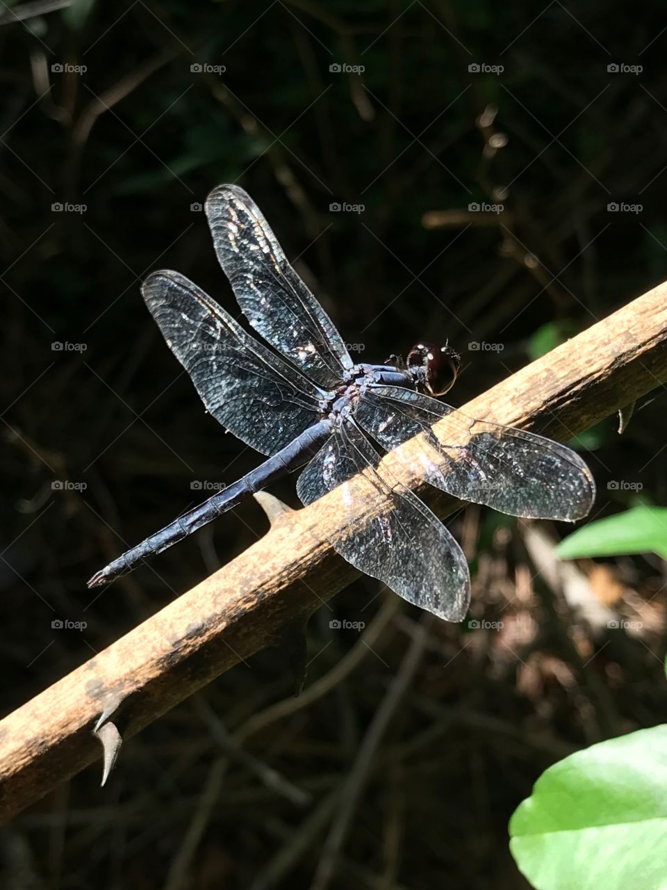 The majestic dragonfly 