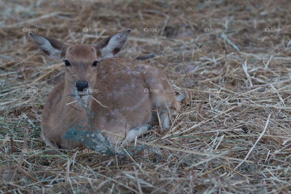 Mammal, Wildlife, Deer, Nature, Grass