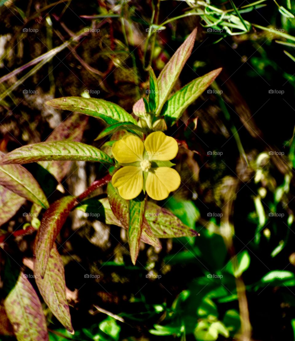 Lone yellow flower