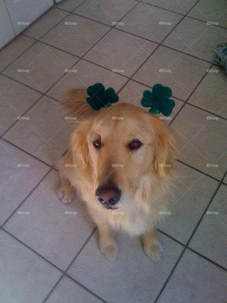 Irish dog